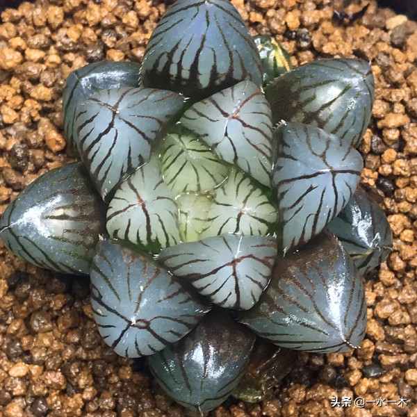 多肉十二卷的观赏价值,多肉十二卷的养护方法