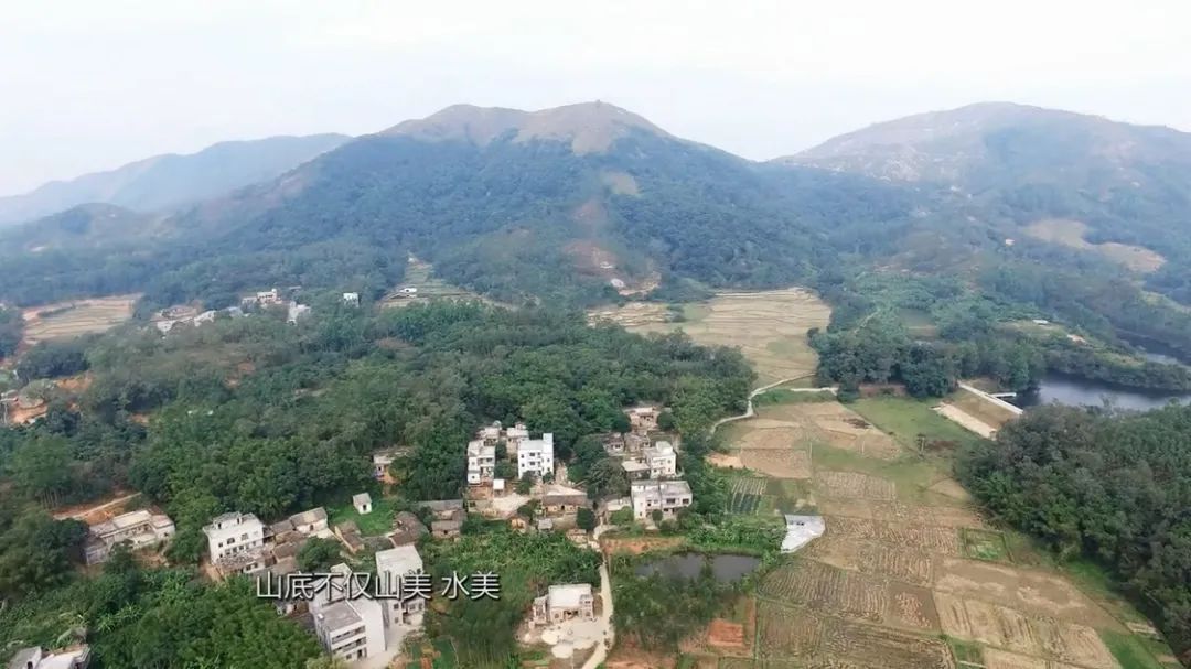 山底禾了社飞来之地的禾了节打糍粑做糍粑籺过禾了节