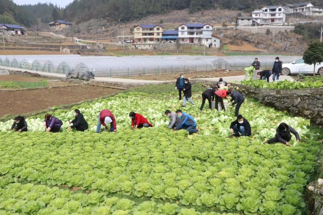 抗疫诗歌大展之二十|山水没有籍贯,连着我们的姓氏