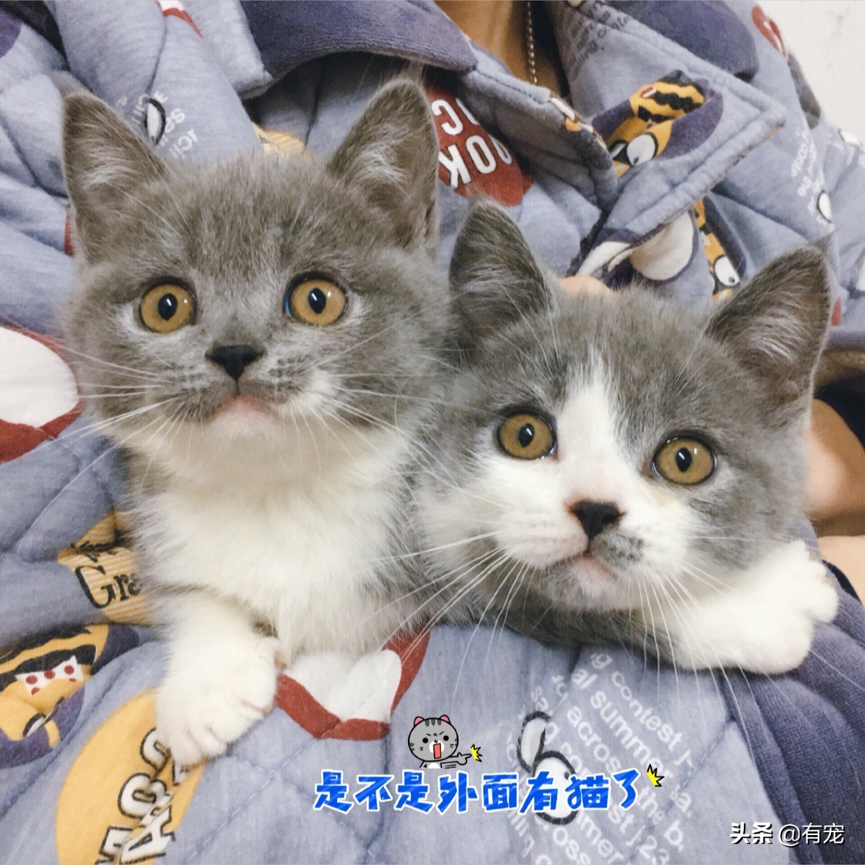 猫咪吃鱼怎么弄,猫咪吃鱼攻略