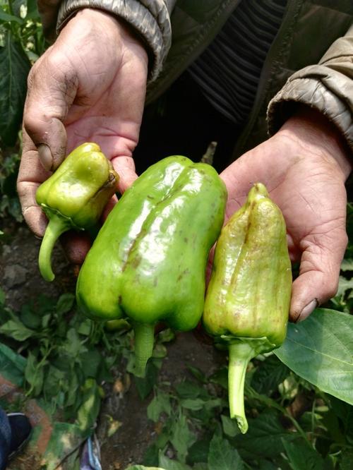 温室甜椒生理性烂果的防治,大棚甜椒预防土传病的最好方法