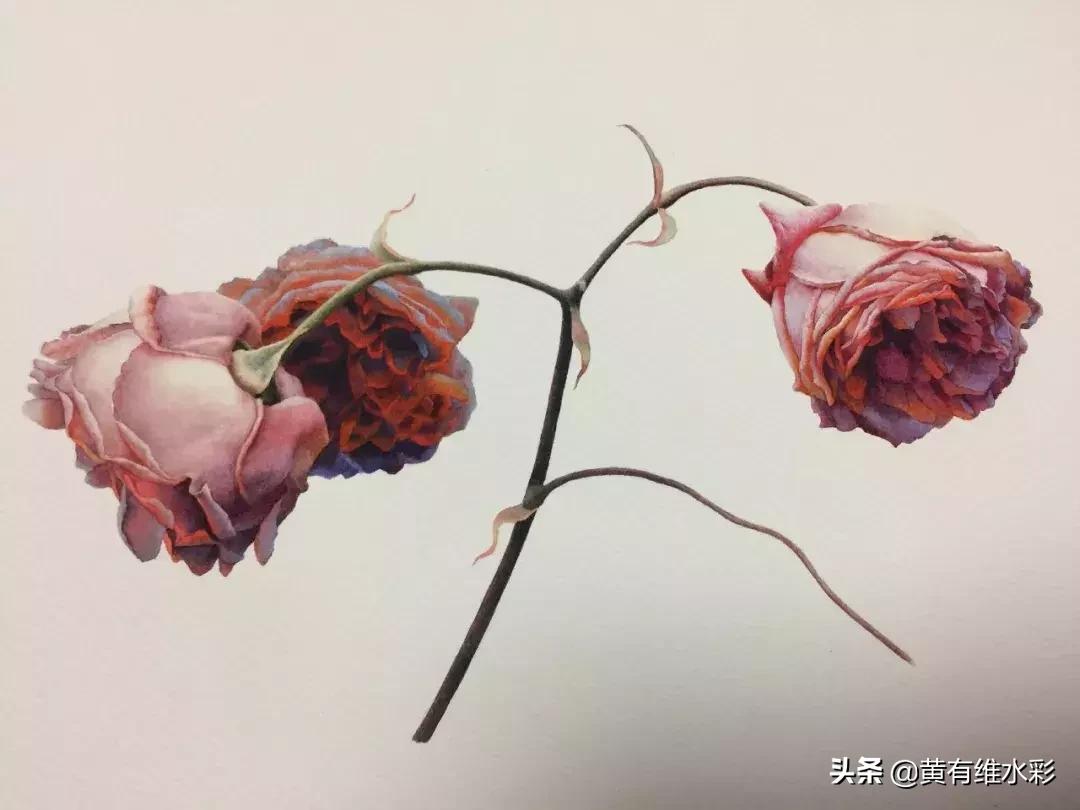 33朵玫瑰制作全过程,英伦花教程