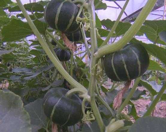 临颍南瓜,临颍县南瓜