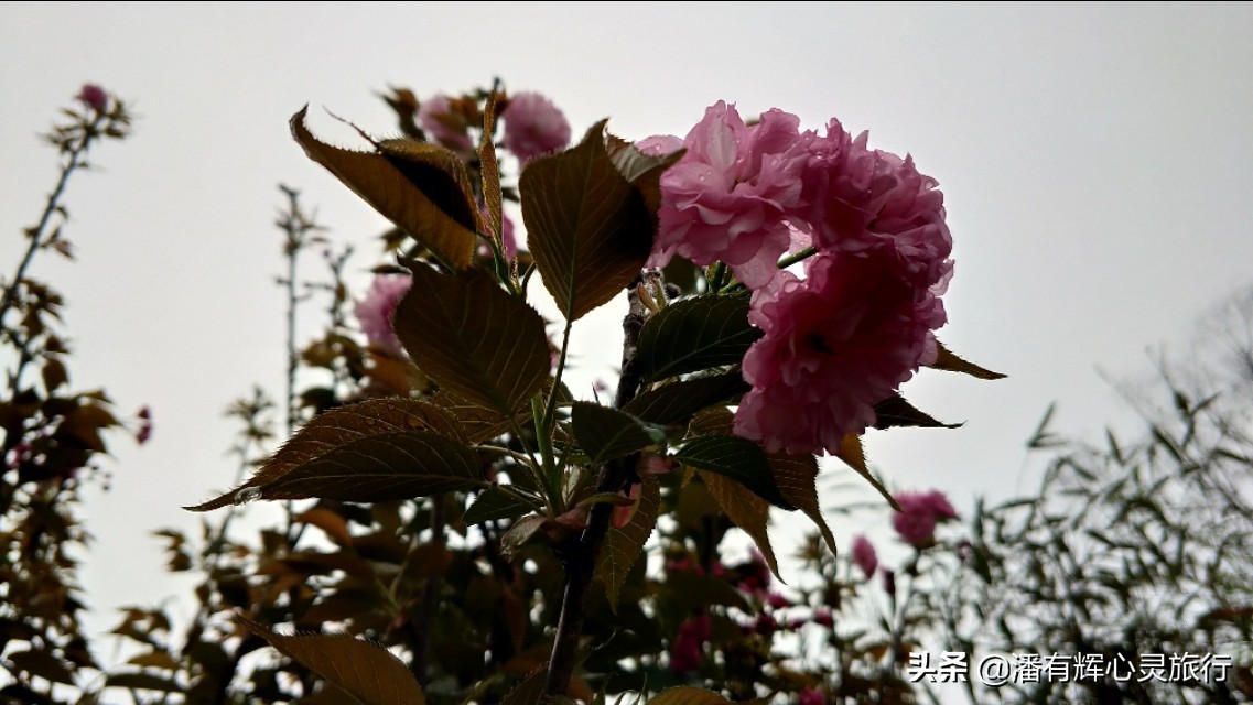 徒步第76天，做主播到现在有些粉丝不喜欢给我刷网上的礼物