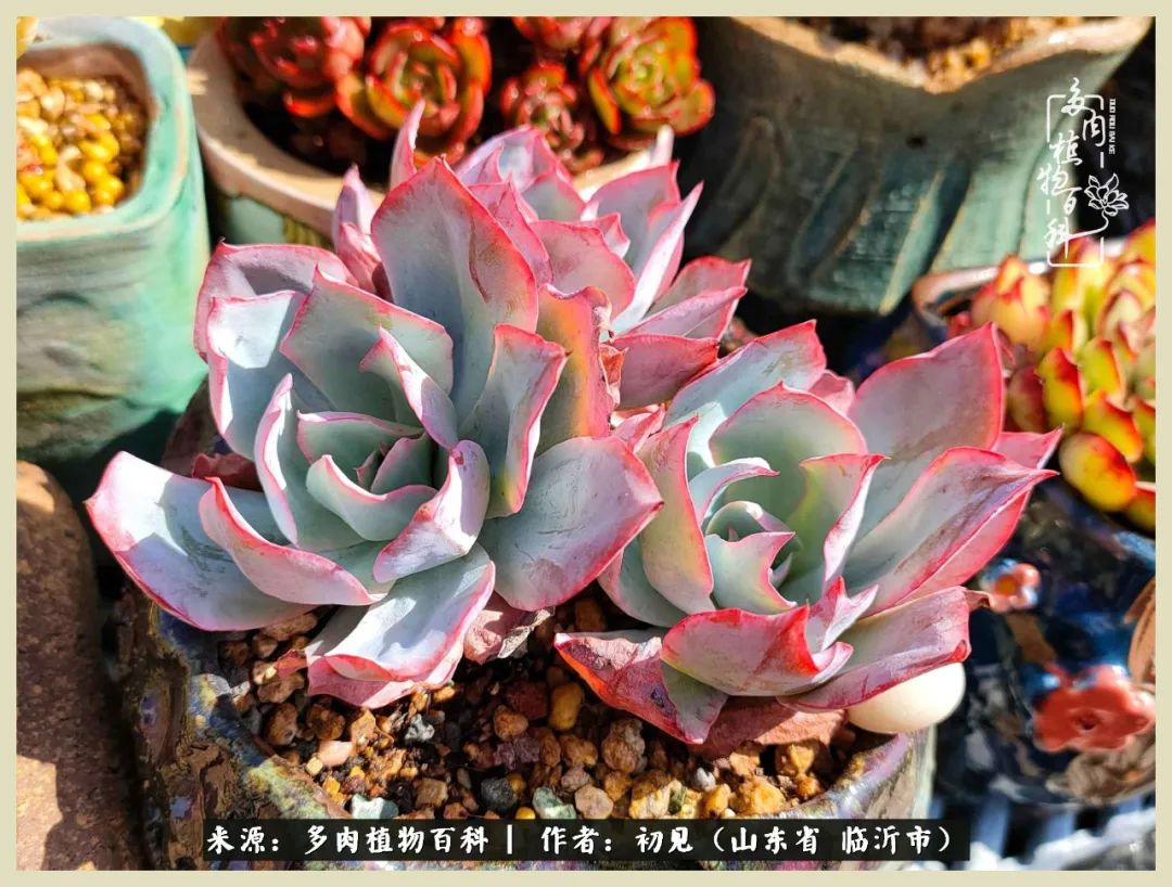 和多肉植物相伴,和多肉相处的心情