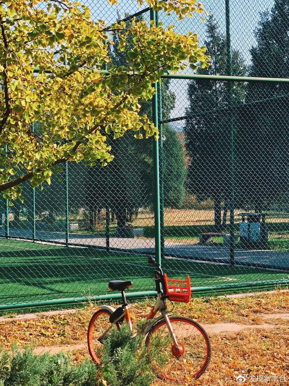 银杏公园秋色的美景,银杏公园秋景最美景点