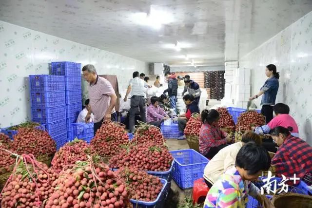 荔枝大王陈小敏直播卖货数据,荔枝大王陈小敏现在怎么样了