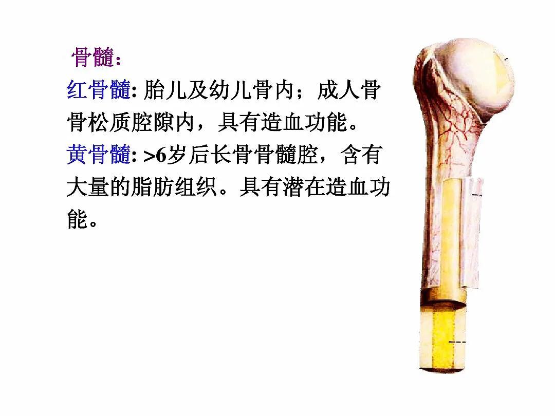 成人骨骼数量是多少,骨骼识别智能分析