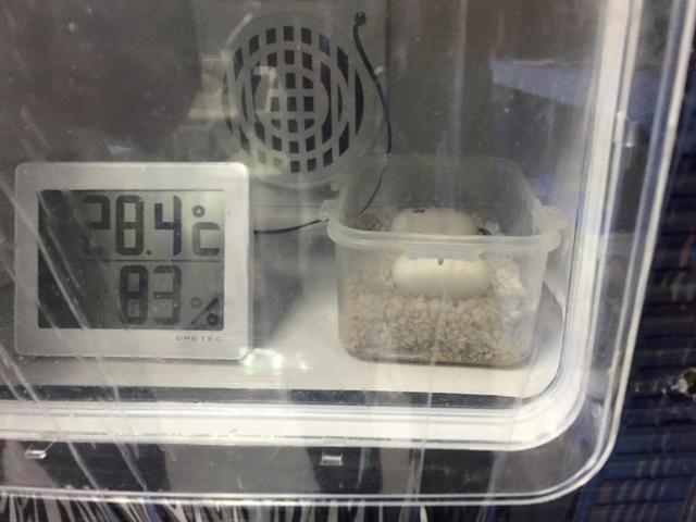 高背陆龟乌龟,饼干陆龟幼龟