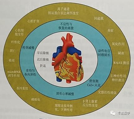 心力衰竭心功能恢复,心力衰竭的病理生理机制动画
