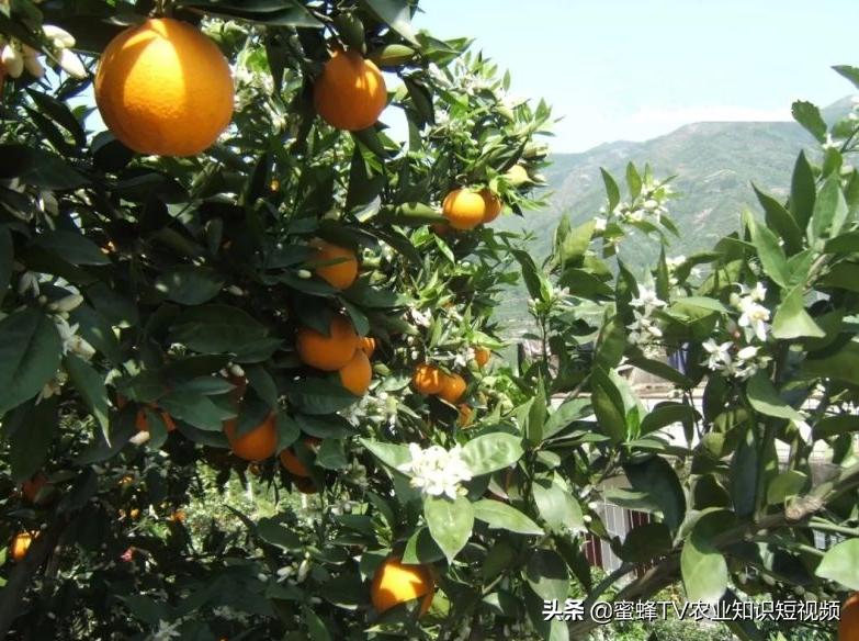 脐橙采完果要怎么管理明年产量高,脐橙冬季修剪后如何管理