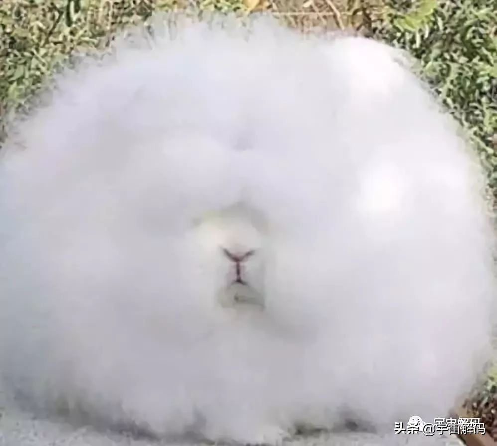 这些动物小时候太可爱简直萌化了,世界十大最受欢迎的动物