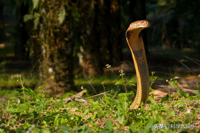 小狗大战七斤五步蛇被咬身亡，五步蛇有多毒？遇到毒蛇如何逃身？