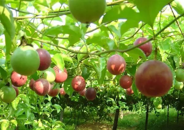 100种常见观叶植物图鉴史上最全,农村常见的100种植物