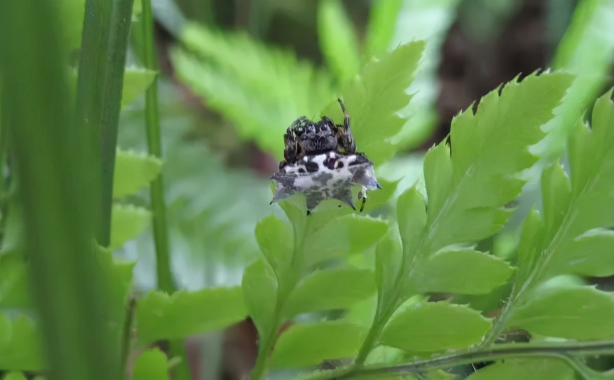 福建乡下一些常见的蜘蛛，看看有没有你认识的？