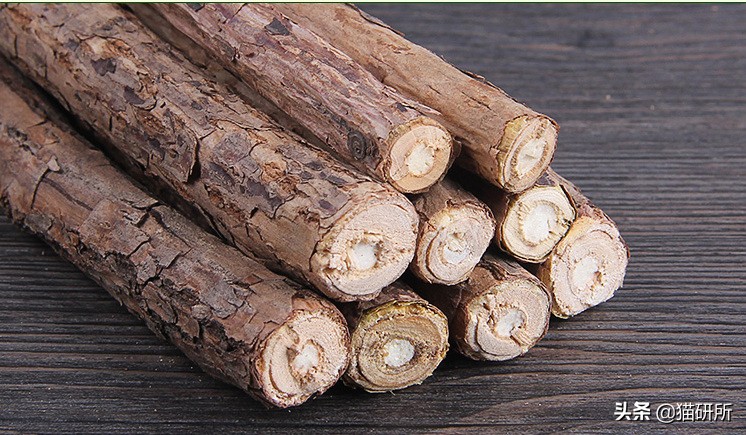 猫咪平替好物推荐,提高猫咪生活质量的几款好物