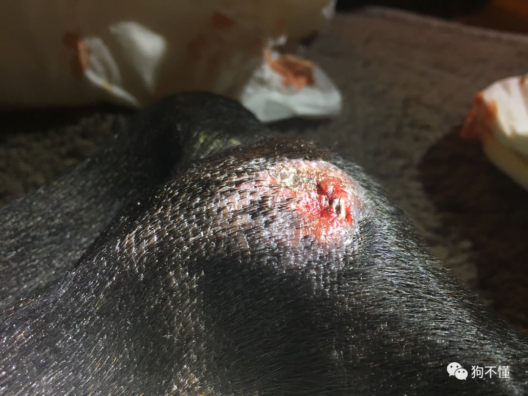 狗腿上有老茧？都是主人的祸