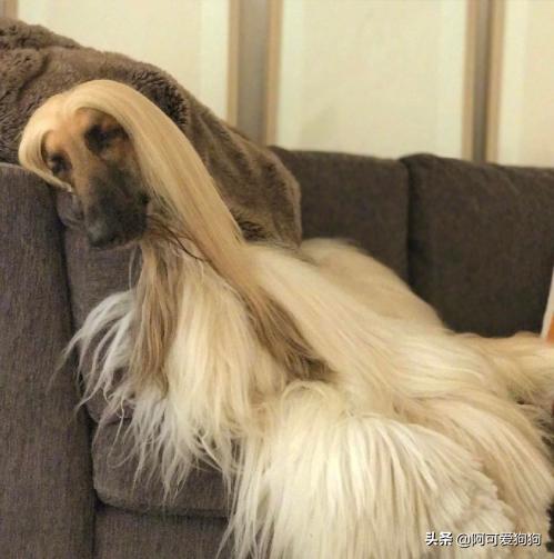 阿富汗猎犬为什么智商最低,阿富汗猎犬为什么智商低