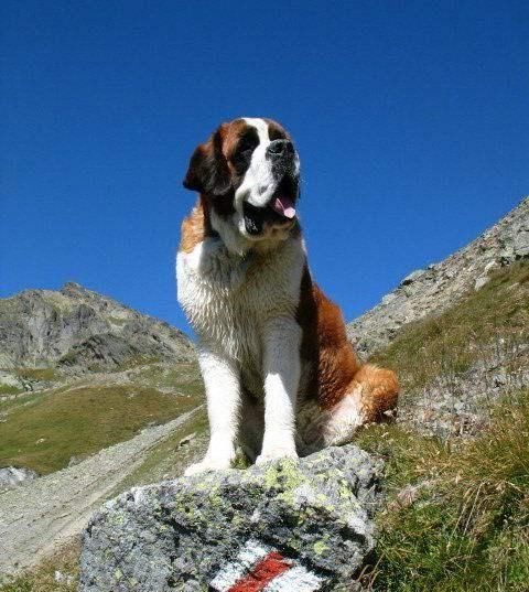 世上最漂亮的十种狗,最名贵的狗叫什么名字