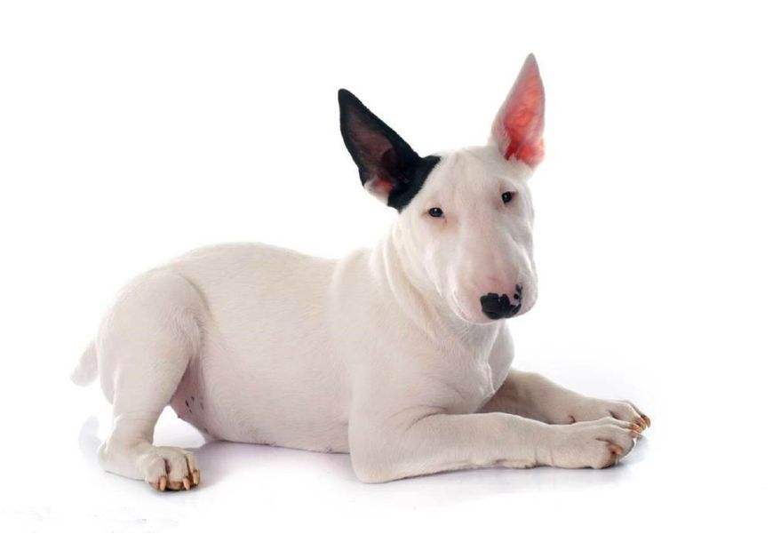 长相俊美的牛头梗,怪异牛头梗