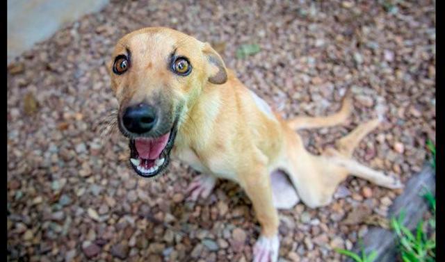 狗狗后腿突然骨折,狗狗脊椎骨骨折为什么会瘫痪