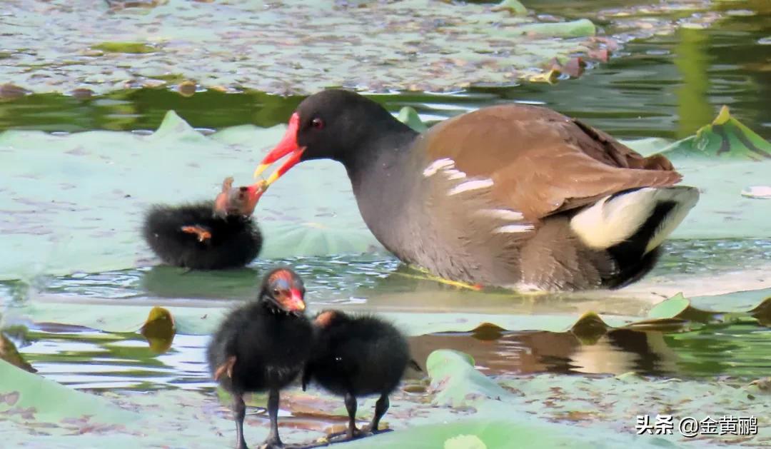 为什么云南女人长相好看,云南真的很漂亮吗
