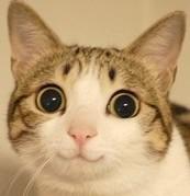 天涯明月刀手游好玩么,天涯明月刀手游好玩儿吗