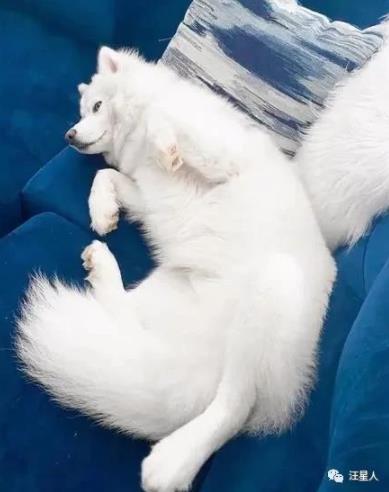 一只经常被误认为萨摩的哈士奇,没想到它居然长这样,太沙雕了