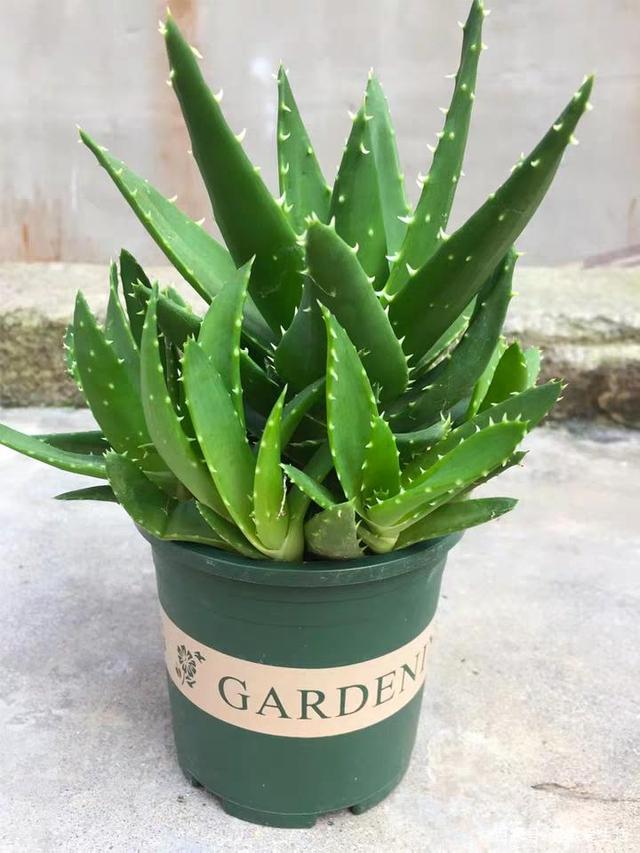 夏天来怎么防御蚊虫叮咬,蚊虫叮咬的最佳防蚊方法