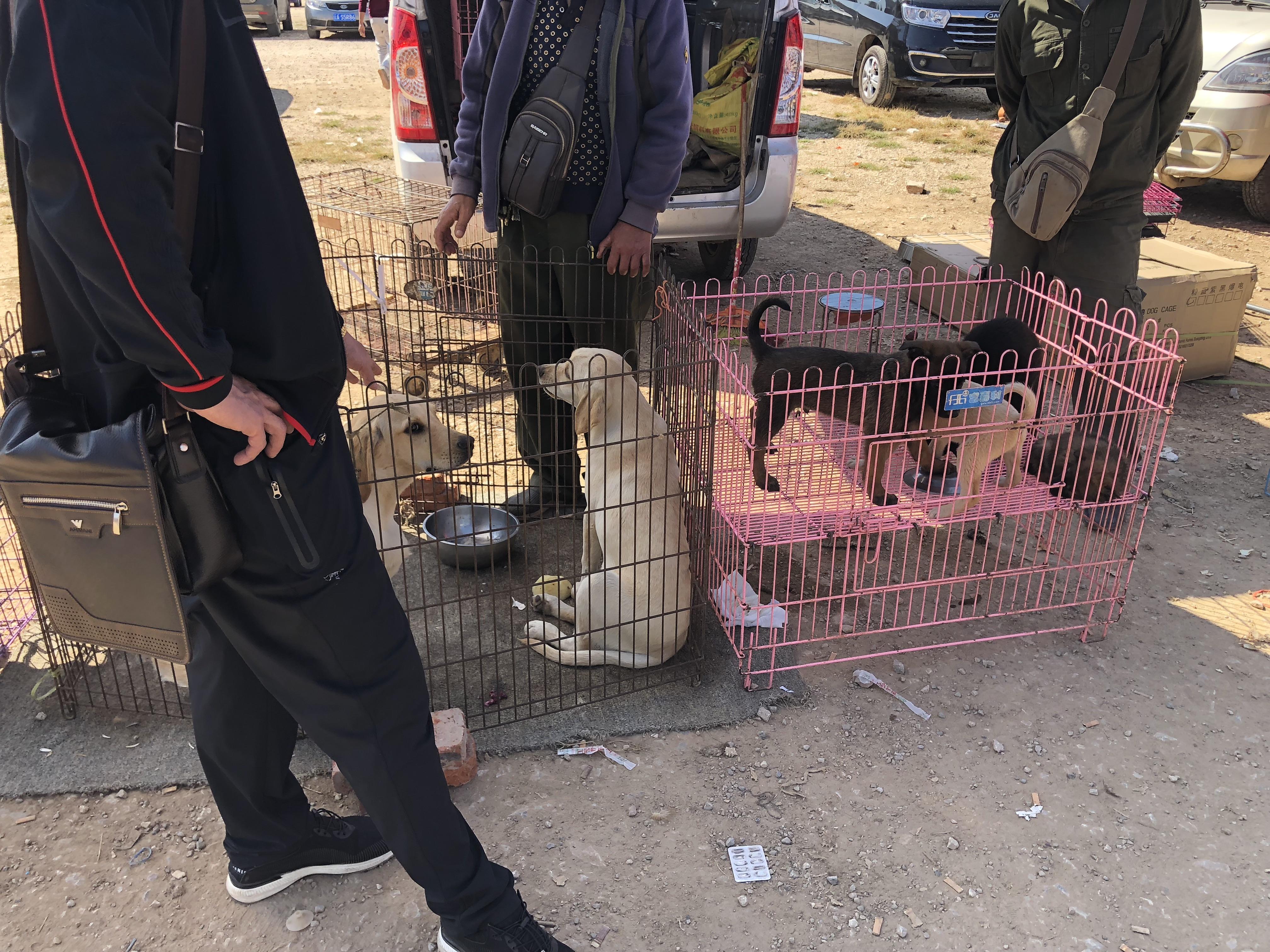 拉布拉多犬多少钱一只100元,拉布拉多成年狗市场价能值多少钱