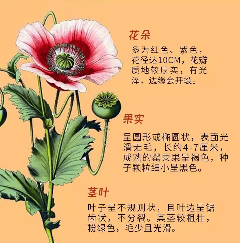 特殊时期的火锅,特殊时期可以吃什么外卖