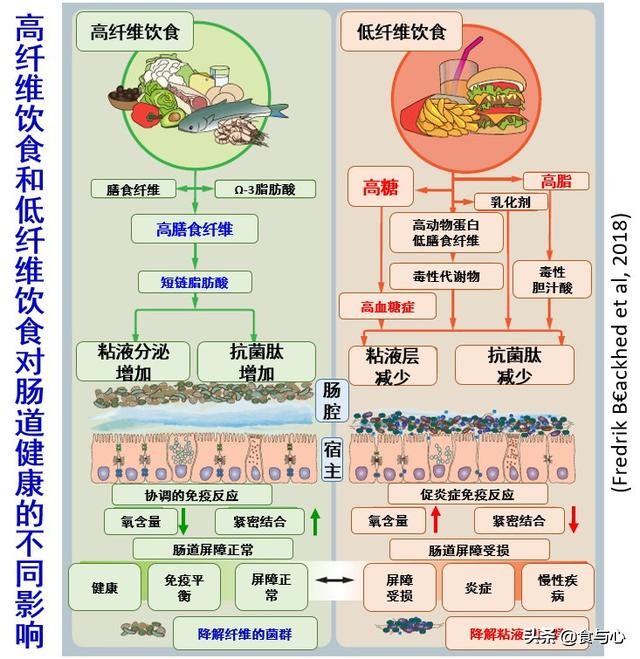 膳食纤维在肠道中的作用,膳食纤维对肠道的作用
