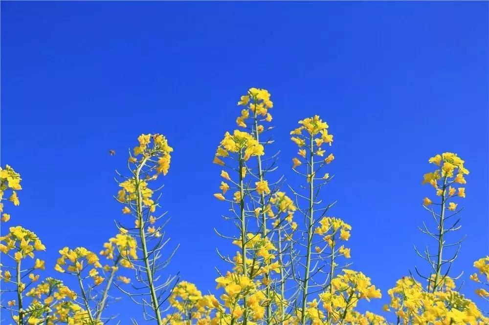 一路从南方到北方感受四季,成都最值得去的小城