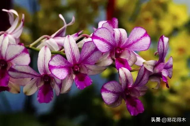 花卉栽培｜蛇木、泥炭、椰糠、松针，这些纤维类植料有什么优点？