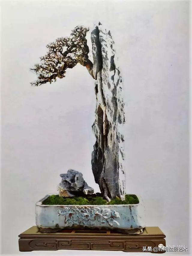 鎺㈡灊妞嶇墿,鎺㈡灊