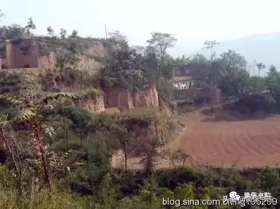 八河老槐树,柴库老槐树