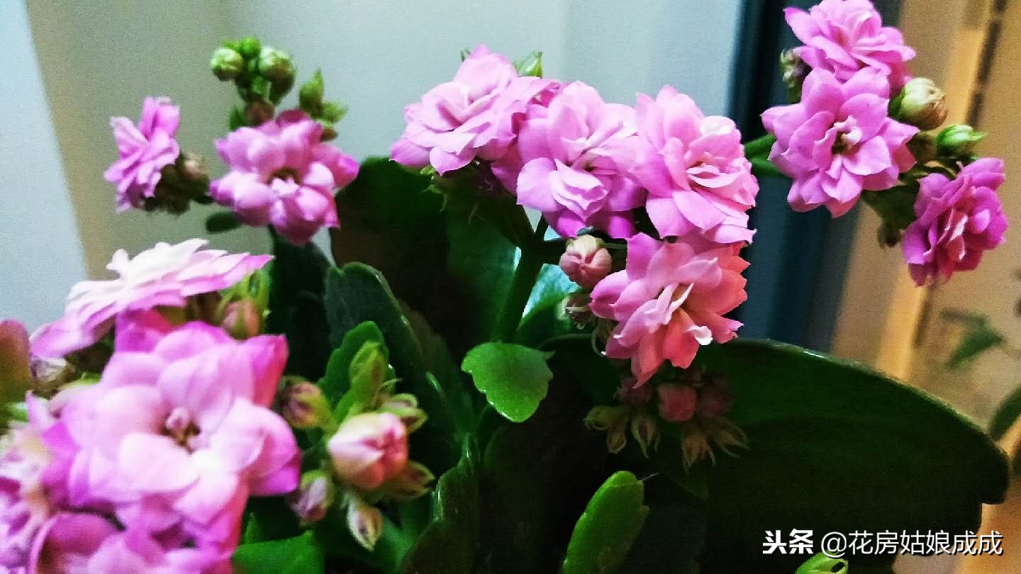 花盆中的土板结用什么方法,花盆里的土壤板结了怎么办