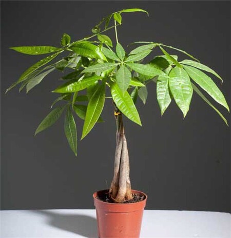 发财树黄叶多严重怎么处理,发财树黄叶怎么补救最佳方法