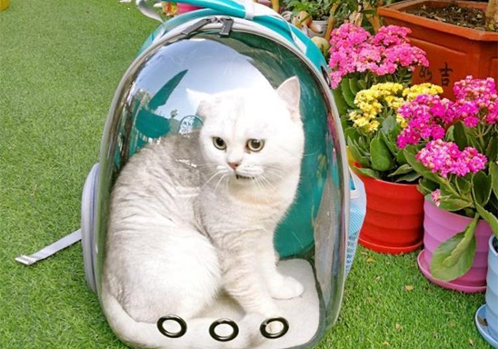 怎样的猫包最适合猫咪,猫猫应该用什么样的猫包