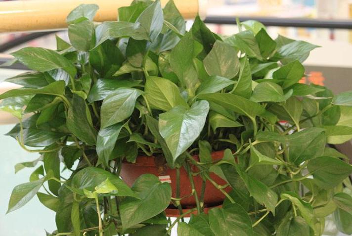 绿萝浇水加点它轻轻松松养爆盆,怎样才能让绿萝枝繁叶茂又绿又亮