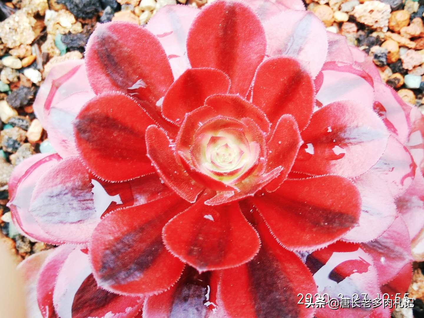 多肉怎么才能发现有蚧壳虫,多肉预防蚧壳虫吡虫啉几天喷一次