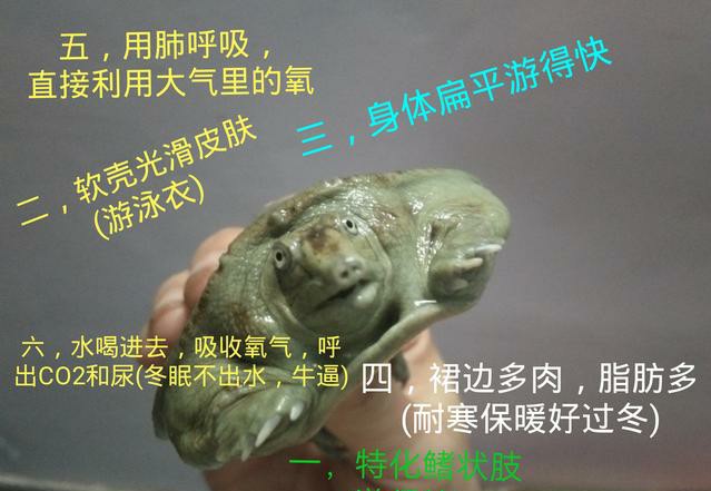 甲鱼厉害还是鳄龟厉害,甲鱼很强吗