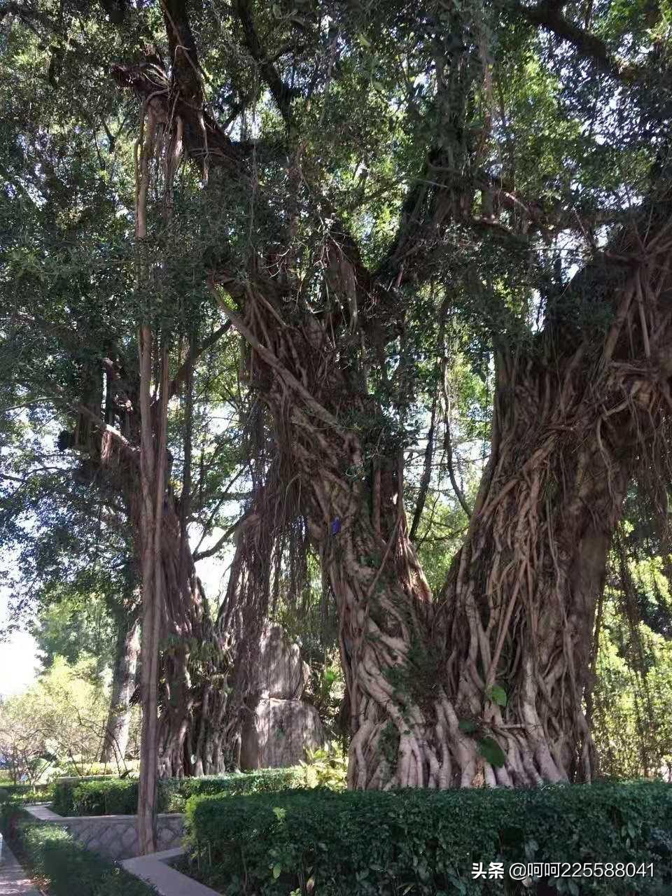 怀念一丛老榕树-潮州方言