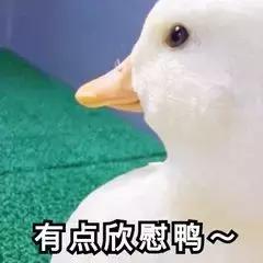 眉毛印章智商税,眉毛印章工具