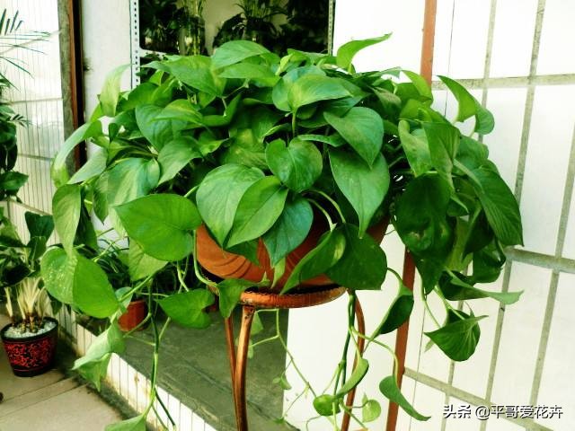 除甲醛的花及养殖方法如下,室内养什么花可以除甲醛净化空气