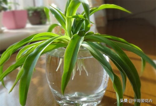适合室内养的耐阴开花植物水培,冬天室内适合养什么绿植水培