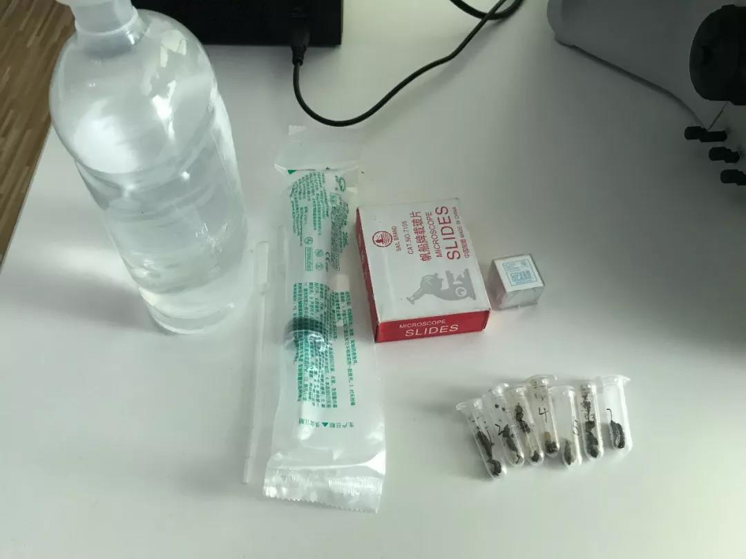 龟拉稀就是肠胃炎吗?还有可能是你不知道的寄生虫!