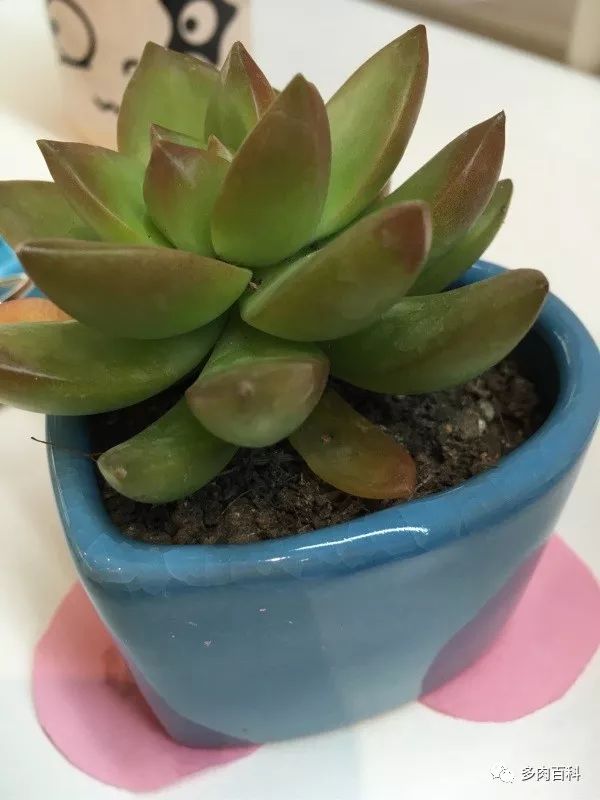 多肉植物能喷叶面水吗,水养多肉植物怎么养