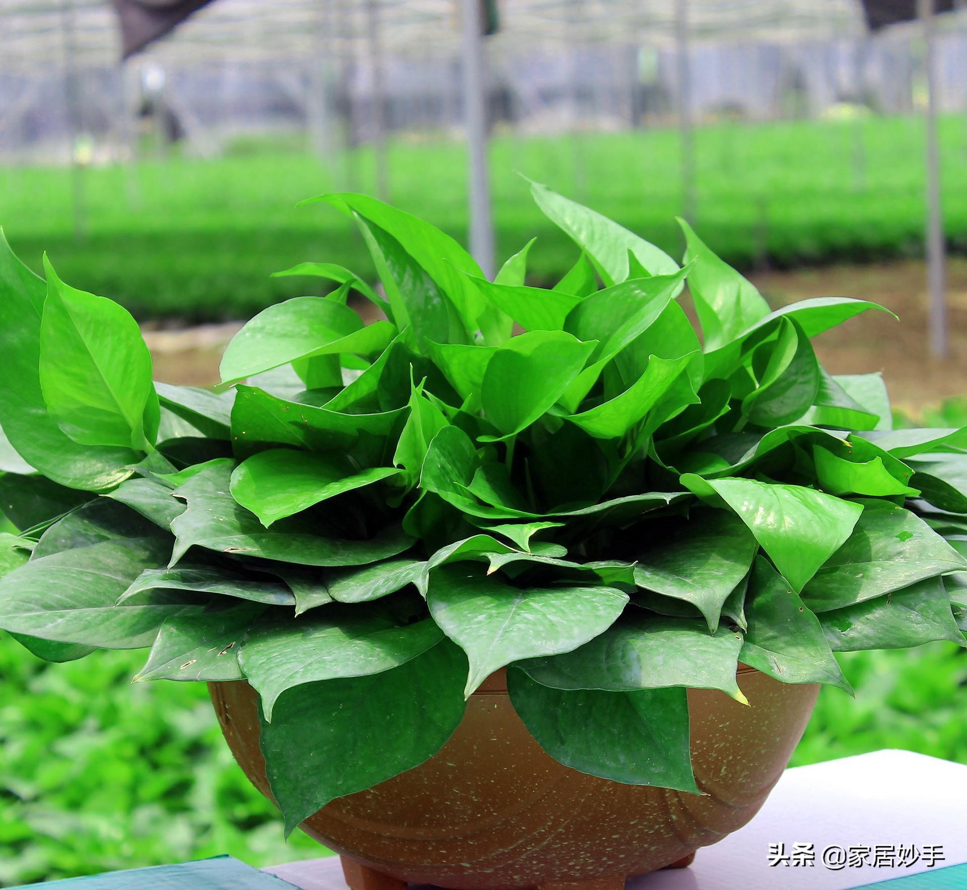 绿萝黄叶浇什么东西能变绿,绿萝黄叶怎么办快速变绿