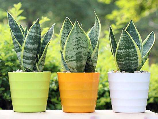 小盆植物中最会吸甲醛的是哪种,吸甲醛最好的植物哪种排名第一